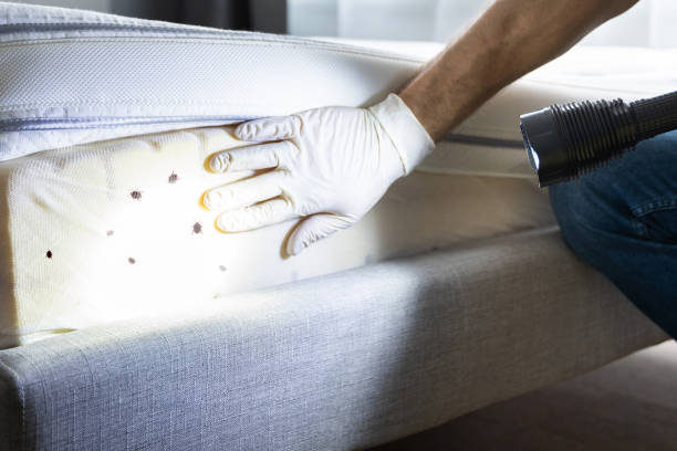 Best Termite Control Services  in Port Barrington, IL