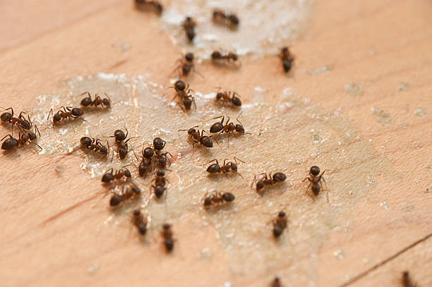 Pest Control Cost in Port Barrington, IL